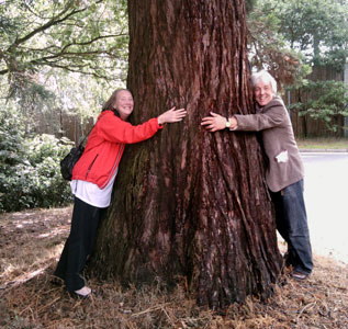 Ann with Roger hugging a Sequoia tree